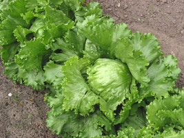 USA Great Lakes Lettuce Batavian Iceberg Lactuca Sativa Vegetable 1000 Seeds - £8.78 GBP