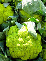 50 Seeds Broccoli Green Garden - £10.78 GBP