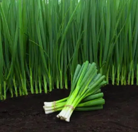Performer Bunching Onion Seeds For Planting (250 Seeds) Grow Pure White Pumpki F - £16.26 GBP
