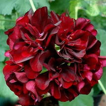 20 Seeds Geranium Black Rose Pelargonium Seeds International Ship - £15.68 GBP