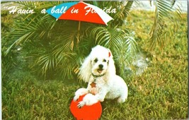 Having A Ball in Florida Poodle Postcard  - £4.15 GBP