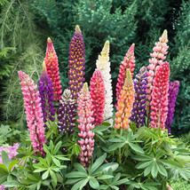 Russell Lupine Landscaper&#39;S Pack Bulk Perennial 250 Seeds Fall Planting Non Gmo  - £10.95 GBP