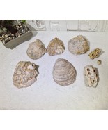 Ancient Marine Fossils: 7-Piece Collection of Rare Oysters &amp; Barnacles, ... - $735.11 MXN