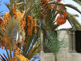 Variety Size Seeds True Date Palm Phoenix dactylifera Tree Seeds Evergreen - £13.65 GBP+