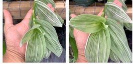 2 Cuttings 6” No Root Tradescantia Fluminensis Quicksilver Wandering jew gypsy  - £18.77 GBP