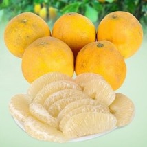 Sweet Pomelo, Citrus Maxima - Yellow Rind &amp; Yellow Flesh - 10 Seeds Fresh Garden - $19.98