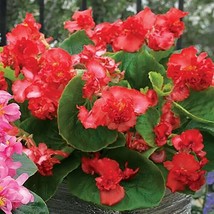 25 Pelleted Seeds F1 Fiona Red Begonia Seeds - £26.48 GBP