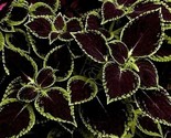 Black Coleus Flowers Easy To Grow Garden 25 Authentic Seeds - £5.19 GBP