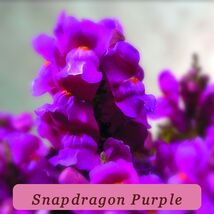 5845 snapdragon purple pop thumb200
