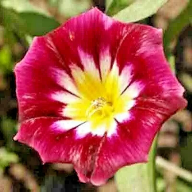 25 MORNING GLORY  SEEDS HUMMINGBIRD MIX RED ENSIGN TRICOLOR DWARF VINING... - £4.61 GBP