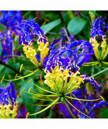 1Pc Gloriosa Superba Blub Yellow Blue Glory Lily Flame Lily Flower Beautiful Gar - $18.83