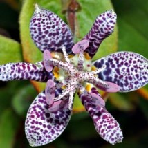 USA Seller 15 Japanese Toad Lilly Tricyrtis Deer Resistant Shade-Loving Perennia - £16.59 GBP