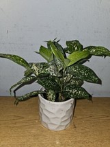 Dracaena Florida Beauty Goldust Live Plant In A 4 Inches Pot Japanese Ba... - $20.97