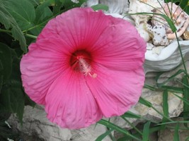SHIPPED FROM US 25 Hot Pink Hibiscus Vintage Grenache Bush Flower Seeds, SB01 - £15.58 GBP
