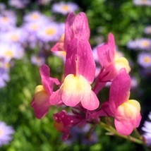 Fairy Bouquet Baby Snapdragon Flower Seeds Moroccan Toadflax Easy To Grow Quick  - $12.28