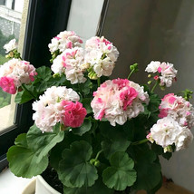 Fast Ship USA Seller 10 Seeds Geranium Seeds White &amp; Pink Double Colored Cranesb - $9.64