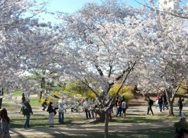 Yoshino Cherry Fruiting Tree {Prunus yedoensis} 5 seeds ! - £7.40 GBP