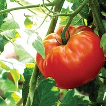 Rutgers Tomato Seeds Organic US Fast Shipping - $32.89 MXN