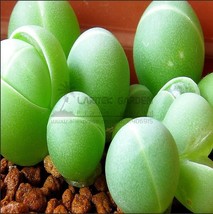 20 Seeds Exterior Loveliness Gibbaeum Heathii Flowering More Than Meat Gardening - £14.93 GBP