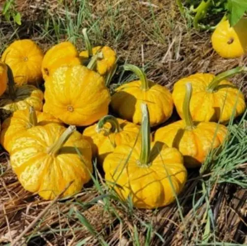 Sunrise Pumpkin Seeds For Planting (10 Seeds) Exotic And Hard To Find Pumpkin, F - £16.30 GBP