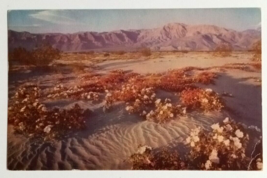 Desert Flowers Spring Bloom Mountains California CA Mike Roberts Postcard c1950s - £4.71 GBP