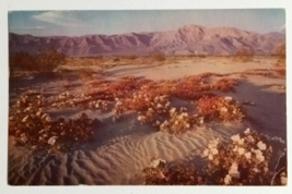 Desert Flowers Spring Bloom Mountains California CA Mike Roberts Postcar... - £4.69 GBP