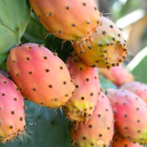 Prickly Pears Rock Peony mixed (Ariocarpus) - 10 Seeds - $11.48