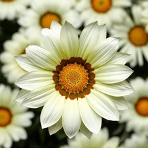 50 Gazania Big Kiss White Flower Seeds - £18.41 GBP