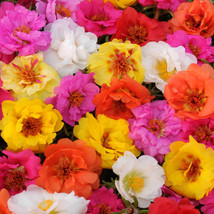 From US 100 Bright Double Mix Moss Rose Seeds Bloom Perennial Flowers Seed 172 - £8.17 GBP