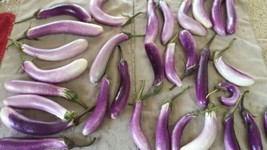 USA Bride Eggplant White &amp; Purple Fruit / Vegetable Solanum Melongena 25 Seeds - £8.78 GBP