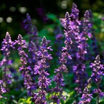 SR12Store 50 Mystic Spires Salvia Seeds Flower Seed Perennial Flowers Hummingbir - £6.65 GBP