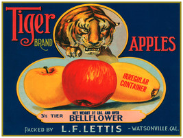 8842.Tiger brand apples.bellflower.watsonville.POSTER.art wall decor graphic art - £13.74 GBP+