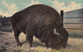 American Bison Buffalo New York NY Animal Postcard D45 - £2.12 GBP