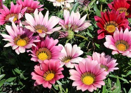 30 Seeds Gazania Kiss Rose Re-Seeding Annual Flower  - £13.40 GBP