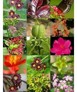 FMG Jatropha Mix Landscape Plant Physic Nut Caudex Flower 30 Seeds Plant... - $374.35 MXN