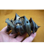(s800-100) 4&quot; Kangaroo Island Port Jackson Shark egg case casing Heterod... - £30.19 GBP