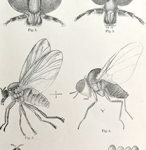 Southern Buffalo &amp; Turkey Gnats #2 Insect Victorian 1887 Print Entomolog... - $473.02 MXN