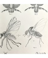 Southern Buffalo &amp; Turkey Gnats #2 Insect Victorian 1887 Print Entomolog... - $34.17 CAD