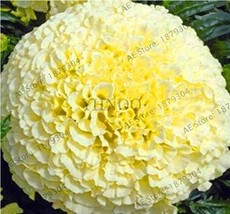 SL Big White Vanilla African Marigold Seed Home Garden Decor Flower Plan... - $51.04 MXN