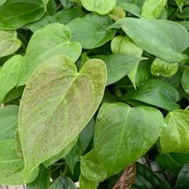 Best Anthurium Red Leaf / Anthurium / Live Plant - $25.99