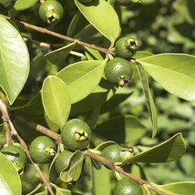 Live Plants Yellow Strawberry Psidium cattleianum var. lucidum Fruit Tre... - $69.98