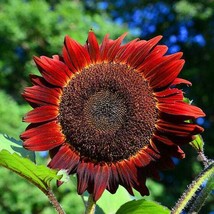 Sunflower Red Sun 5 6 Bronzemaroon Flowers 6 Pollinators 25 Seeds USA Seeds Fast - $13.98