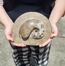 Large Genuine Polished Ammonite Fossil On Matrix 5-1/2 Lbs - £211.05 GBP