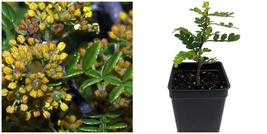 Edible Yellowwood / Pepper Tree Plant 2.5&quot; Pot Terrarium/Fairy Garden/HousePlant - £30.46 GBP