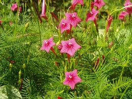 KKG Ipomoea Quamoclit Cypress Vine Pink 10 Seeds Fresh Garden - $8.89
