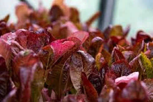 Super Red Romaine Lettuce Organic Seed Beautiful Tasty US Fast Shipping - $37.06 MXN