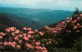 Std Chrome Postcard NC F181 Mt Mitchell State Park Red Catawba Rhododendron - $5.94