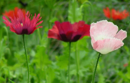 Poppy Pepperbox Mix Flower 85 Seeds Us Garden - $1.98