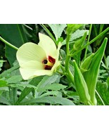 New Fresh Seeds 40 Okra Seeds Abelmoschus Esculentus - $4.80