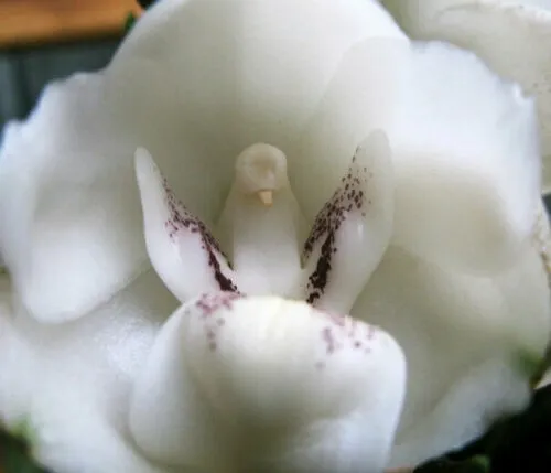 Fresh 20Pcs Dove Orchid Or Holy Ghost Orchid (Peristeria Elata) Flower Seed Gard - £9.48 GBP